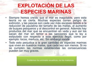 EXPLOTACIÓN DE LAS
          ESPECIES MARINAS
• Siempre hemos creído que el mar es inagotable, pero esta
  teoría no es cierta. Muchas especies corren peligro de
  extinción, y las pescas son cada vez más escasas debido a la
  reducción de paulatina del tamaño de las mallas, al aumento
  de buques pesqueros y al descontrol en general. Además hay
  productos del mar que se encuentran en veda y aun así los
  sacan del mar sin temor a las sanciones que la ley a
  estipulado con respecto a este ejercicio ilegal, como por
  ejemplo: locos, merluza, etc. Sin embargo existe
• Todo esto perjudica a la gran cantidad de especies marinas
  que viven en nuestros mares, que cada vez son menos. Si no
  se cumplen las normas establecidas las consecuencias
  pueden ser muy graves.


                Cuidemos los animales acuaticos..no los matemos
 