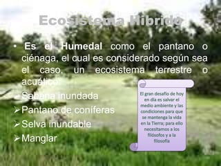 Ecosistema Hibrido
• Es el Humedal como el pantano o
  ciénaga, el cual es considerado según sea
  el caso, un ecosistema terrestre o
  acuático:
Sabana inundada
Pantano de coníferas
Selva inundable
Manglar
 