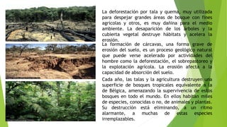 La deforestación por tala y quema, muy utilizada
para despejar grandes áreas de bosque con fines
agrícolas y otros, es muy dañina para el medio
ambiente. La desaparición de los árboles y la
cubierta vegetal destruye hábitats y acelera la
erosión.
La formación de cárcavas, una forma grave de
erosión del suelo, es un proceso geológico natural
que puede verse acelerado por actividades del
hombre como la deforestación, el sobrepastoreo y
la explotación agrícola. La erosión afecta a la
capacidad de absorción del suelo.
Cada año, las talas y la agricultura destruyen una
superficie de bosques tropicales equivalente a la
de Bélgica, amenazando la supervivencia de estos
bosques en todo el mundo. En ellos habitan miles
de especies, conocidas o no, de animales y plantas.
Su destrucción está eliminando, a un ritmo
alarmante, a muchas de estas especies
irremplazables.
 