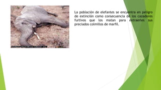 La población de elefantes se encuentra en peligro
de extinción como consecuencia de los cazadores
furtivos que los matan para extraerles sus
preciados colmillos de marfil.
 
