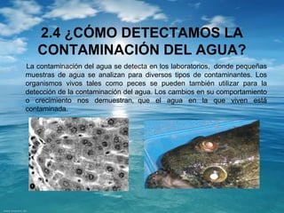 2.4 ¿CÓMO DETECTAMOS LA 
CONTAMINACIÓN DEL AGUA? 
La contaminación del agua se detecta en los laboratorios, donde pequeñas 
muestras de agua se analizan para diversos tipos de contaminantes. Los 
organismos vivos tales como peces se pueden también utilizar para la 
detección de la contaminación del agua. Los cambios en su comportamiento 
o crecimiento nos demuestran, que el agua en la que viven está 
contaminada. 
 