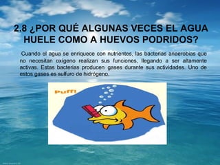 2.8 ¿POR QUÉ ALGUNAS VECES EL AGUA 
HUELE COMO A HUEVOS PODRIDOS? 
Cuando el agua se enriquece con nutrientes, las bacterias anaerobias que 
no necesitan oxígeno realizan sus funciones, llegando a ser altamente 
activas. Estas bacterias producen gases durante sus actividades. Uno de 
estos gases es sulfuro de hidrógeno. 
 