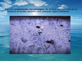 2.9.3 La contaminación microbiológica: Se produce principalmente por la 
presencia de fenoles, bacterias, virus, protozoos, algas unicelulares. 
 