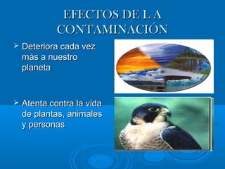 EEFFEECCTTOOSS DDEE LL AA 
CCOONNTTAAMMIINNAACCIIÓÓNN 
 DDeetteerriioorraa ccaaddaa vveezz 
mmááss aa nnuueessttrroo 
ppllaanneettaa 
 AAtteennttaa ccoonnttrraa llaa vviiddaa 
ddee ppllaannttaass,, aanniimmaalleess 
yy ppeerrssoonnaass 
 