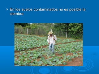  En llooss ssuueellooss ccoonnttaammiinnaaddooss nnoo eess ppoossiibbllee llaa 
ssiieemmbbrraa 
