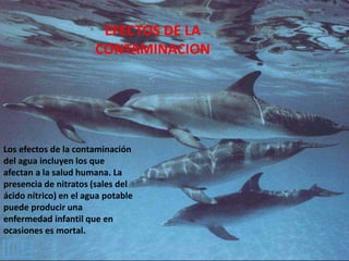 EFECTOS DE LA
CONTAMINACION
Los efectos de la contaminación
del agua incluyen los que
afectan a la salud humana. La
presencia de nitratos (sales del
ácido nítrico) en el agua potable
puede producir una
enfermedad infantil que en
ocasiones es mortal.
 