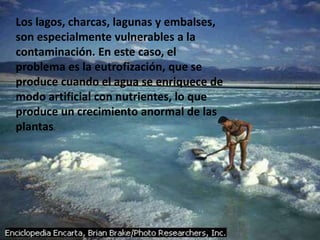 Los lagos, charcas, lagunas y embalses,
son especialmente vulnerables a la
contaminación. En este caso, el
problema es la eutrofización, que se
produce cuando el agua se enriquece de
modo artificial con nutrientes, lo que
produce un crecimiento anormal de las
plantas.
 