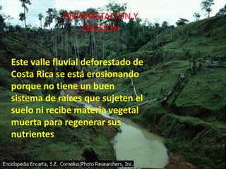 DEFORESTACION Y
EROSION
Este valle fluvial deforestado de
Costa Rica se está erosionando
porque no tiene un buen
sistema de raíces que sujeten el
suelo ni recibe materia vegetal
muerta para regenerar sus
nutrientes.
 