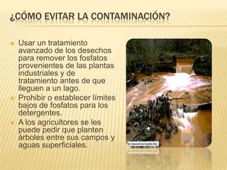 ¿CÓMO EVITAR LA CONTAMINACIÓN?
Usar un tratamiento
avanzado de los desechos
para remover los fosfatos
provenientes de las plantas
industriales y de
tratamiento antes de que
lleguen a un lago.
Prohibir o establecer límites
bajos de fosfatos para los
detergentes.
A los agricultores se les
puede pedir que planten
árboles entre sus campos y
aguas superficiales.