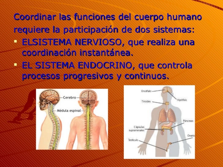 La coordinación en el ser humano La coordinación en el ser humano