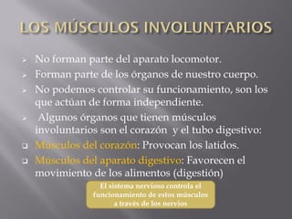    No forman parte del aparato locomotor.
   Forman parte de los órganos de nuestro cuerpo.
   No podemos controlar su ...