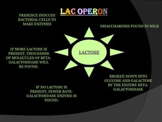 LAC OPERON PRESENCE INDUCES BACTERIAL CELLS TO MAKE ENZYMES DISACCHARIDES FOUND IN MILK LACTOSE IF MORE LACTOSE IS PRESENT, THOUSANDS OF MOLECULES OF BETA- GALACTOSIDASE WILL BE FOUND. BROKEN DOWN INTO GLUCOSE AND GALACTOSE BYTHE ENZYME BETA-GALACTOSIDASE IF NO LACTOSE IS PRESENT, FEWER BATE- GALACTOSIDASE ENZYME IS FOUND. 