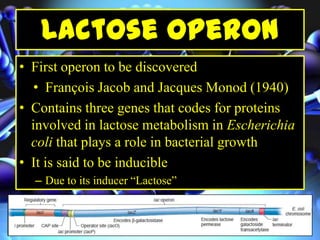 Lactose operon
• First operon to be discovered
• François Jacob and Jacques Monod (1940)
• Contains three genes that codes for proteins
involved in lactose metabolism in Escherichia
coli that plays a role in bacterial growth
• It is said to be inducible
– Due to its inducer “Lactose”
 