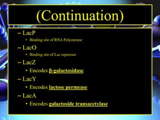 (Continuation)
– LacP
• Binding site of RNA Polymerase
– LacO
• Binding site of Lac repressor
– LacZ
• Encodes β-galactosidase
– LacY
• Encodes lactose permease
– LacA
• Encodes galactoside transacetylase
 