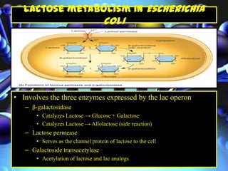 Lactose metabolism in Escherichia
coli
• Involves the three enzymes expressed by the lac operon
– β-galactosidase
• Catalyzes Lactose → Glucose + Galactose
• Catalyzes Lactose → Allolactose (side reaction)
– Lactose permease
• Serves as the channel protein of lactose to the cell
– Galactoside transacetylase
• Acetylation of lactose and lac analogs
 
