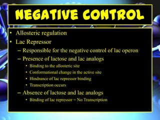 Negative Control
• Allosteric regulation
• Lac Repressor
– Responsible for the negative control of lac operon
– Presence of lactose and lac analogs
• Binding to the allosteric site
• Conformational change in the active site
• Hindrance of lac repressor binding
• Transcription occurs
– Absence of lactose and lac analogs
• Binding of lac repressor = No Transcription
 