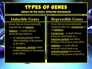 Types of Genes
(based on the small effector molecules)
Inducible Genes
• Genes that are transcriptionally
regulated by an inducer.
• Inducer – a small effector
molecule that binds to:
– an activator protein which
allows binding of the protein
to the DNA.
– A repressor protein which
hinders binding of the protein
to the DNA.
Repressible Genes
• Genes that are transcriptionally
regulated either by a corepressor or
an inhibitor.
• Corepressor – a small effector
molecule which binds to a
repressor protein that allows
binding of the protein to the DNA.
• Inhibitor – a small effector
molecule which binds to an
activator protein that restricts
binding of the protein to the DNA.
 