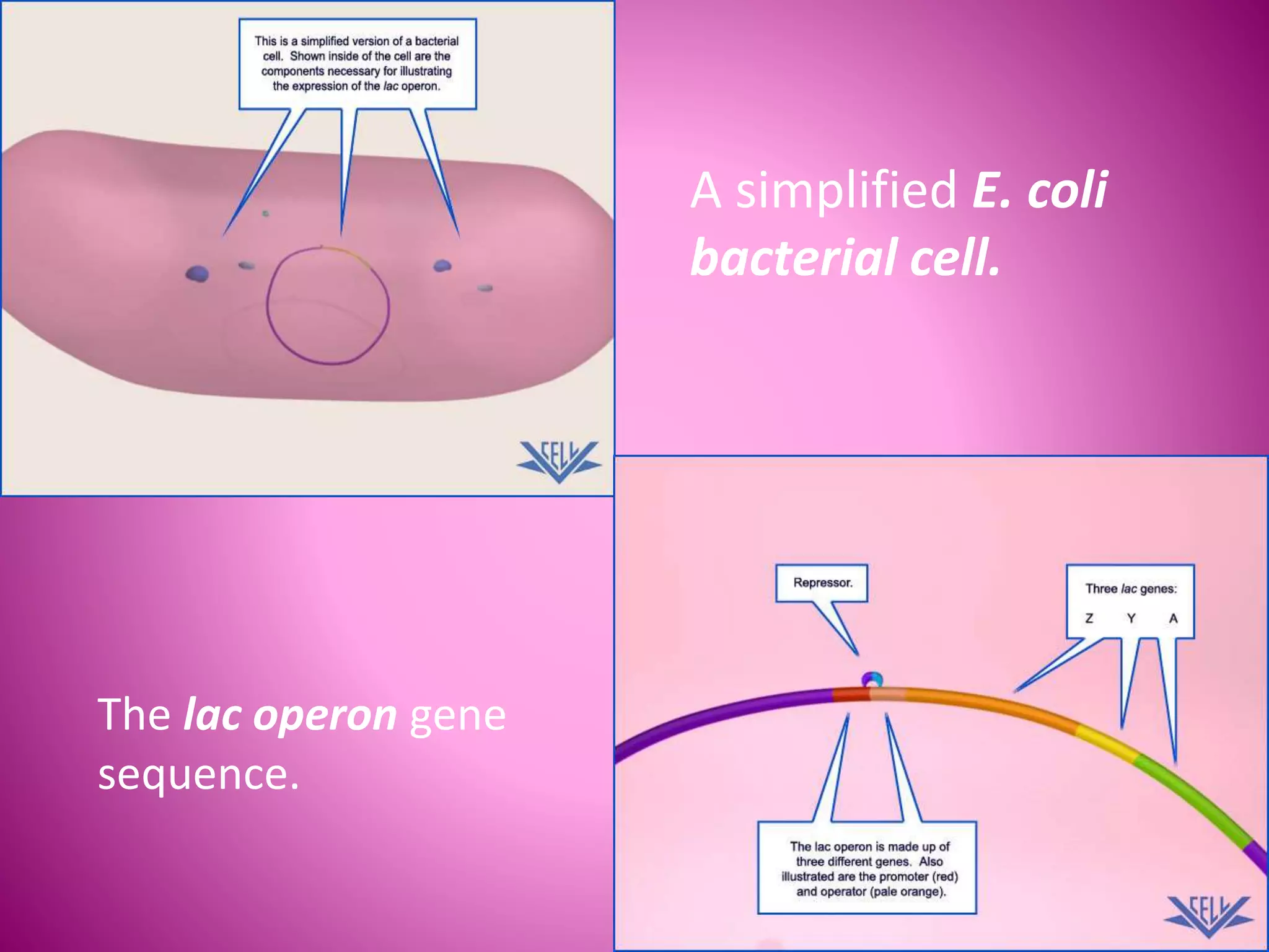 A simplified E. coli
bacterial cell.
The lac operon gene
sequence.
 