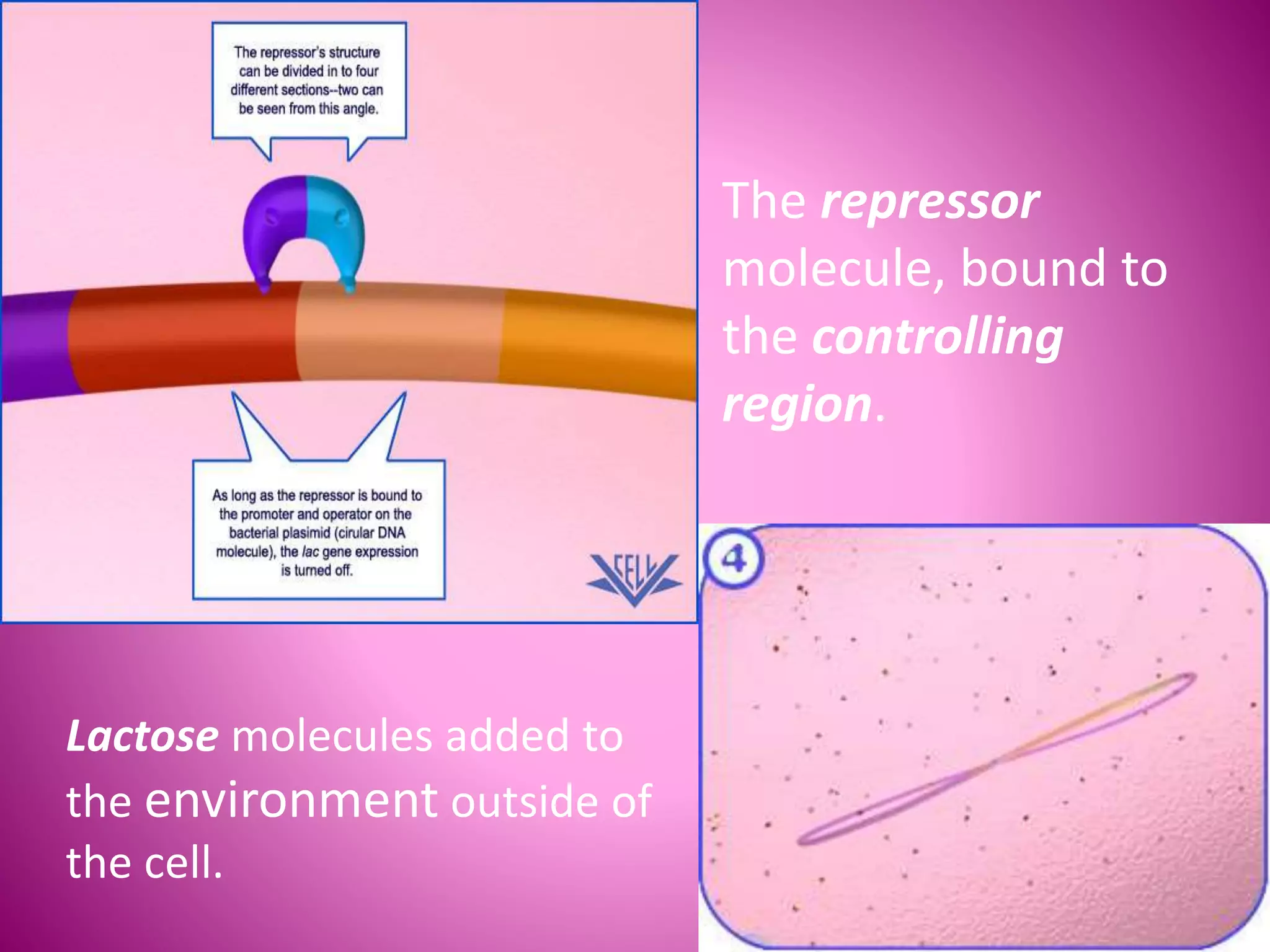 The repressor
molecule, bound to
the controlling
region.
Lactose molecules added to
the environment outside of
the cell.
 