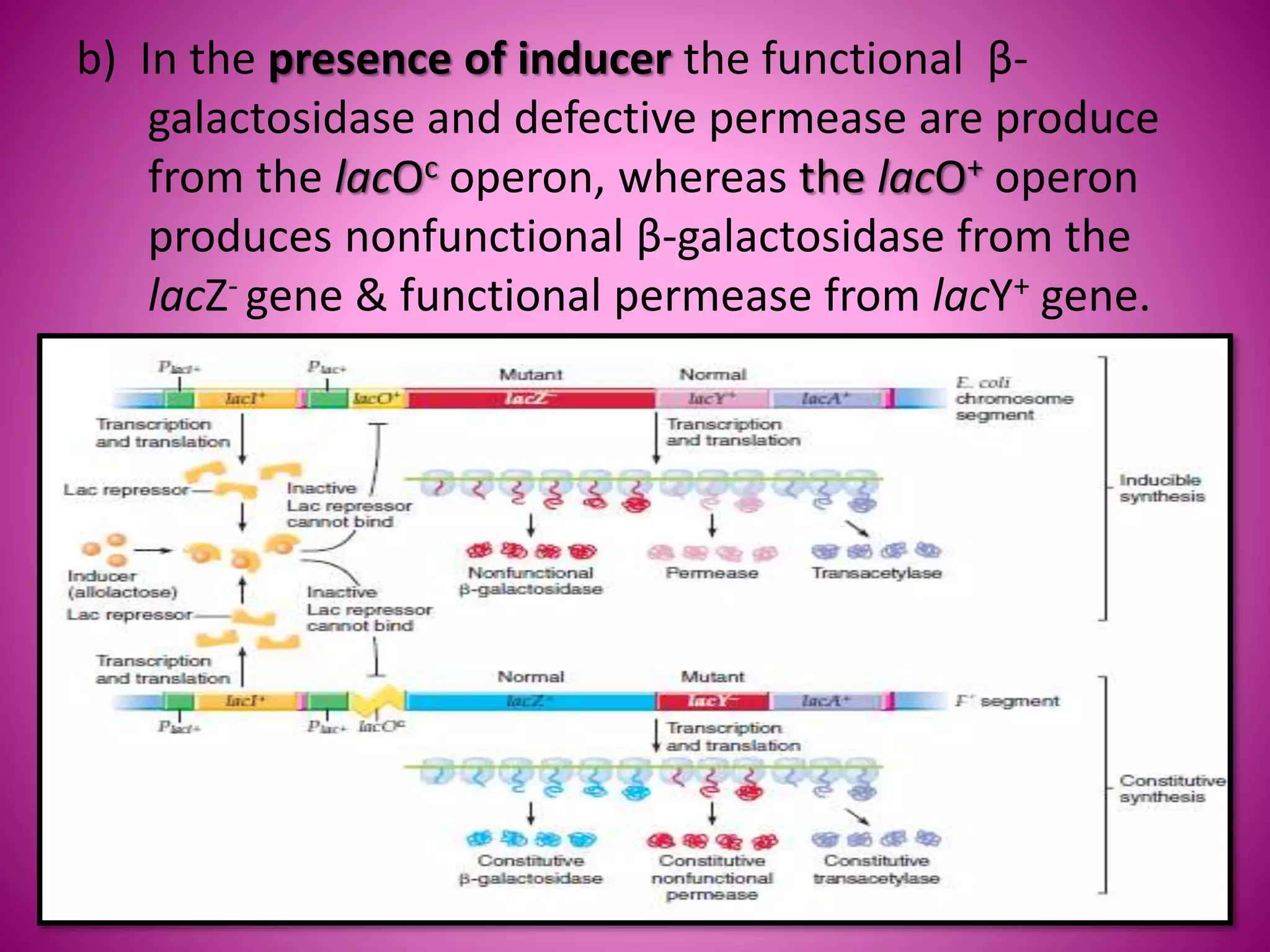 b) In the presence of inducer the functional β-
galactosidase and defective permease are produce
from the lacOc operon, whereas the lacO+ operon
produces nonfunctional β-galactosidase from the
lacZ- gene & functional permease from lacY+ gene.
 