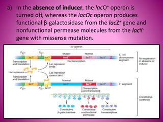 The Lac operon PPT