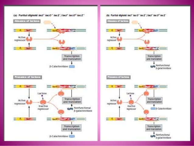 The Lac operon