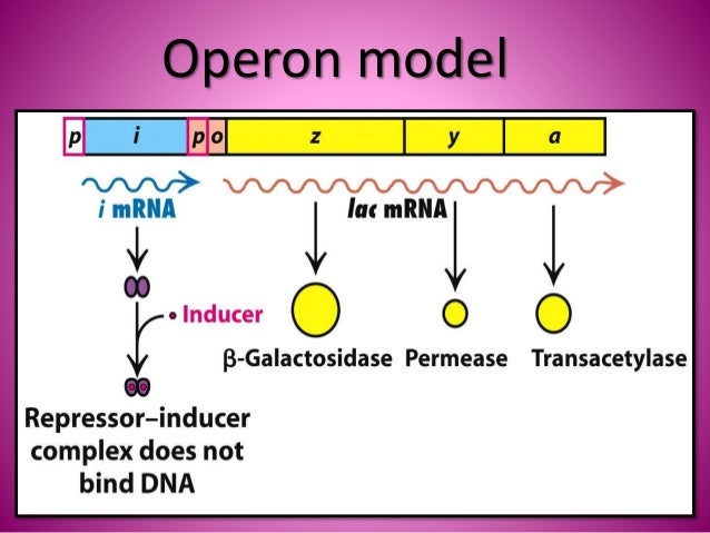 The Lac operon