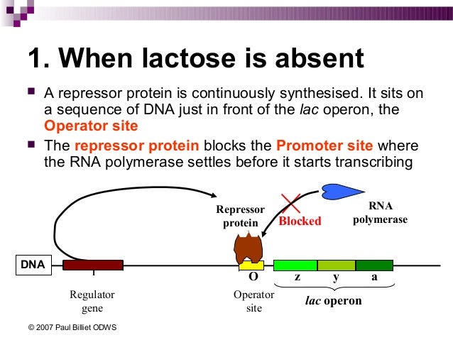 lac operon 8 638 jpg cb 1449753402 how lac operon works