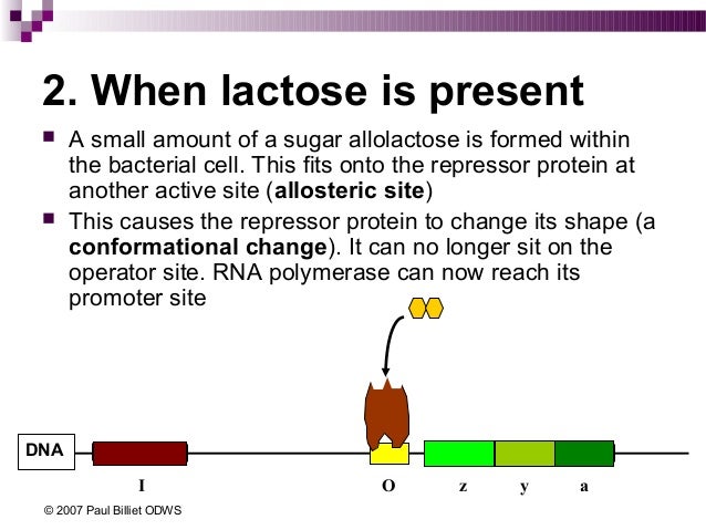 Lac operon