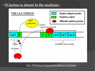 Repressor In Lac Operon Lac operon | PPTX