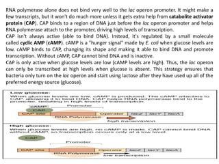 Lac operon | PPTX