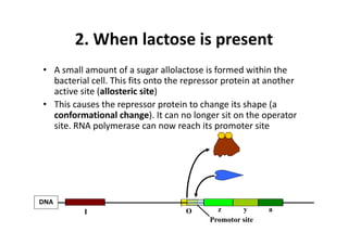 2. When lactose is present
• A small amount of a sugar allolactose is formed within the 
bacterial cell. This fits onto the repressor protein at another 
active site (allosteric site)
• This causes the repressor protein to change its shape (a
conformational change). It can no longer sit on the operator 
site. RNA polymerase can now reach its promoter site
Promotor site
z y a
DNA
I O
 