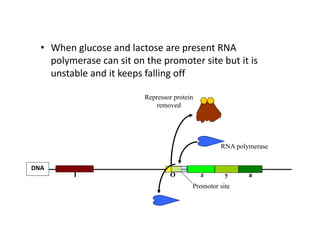 • When glucose and lactose are present RNA 
polymerase can sit on the promoter site but it is 
unstable and it keeps falling off
Promotor site
z y a
DNA
I O
Repressor protein
removed
RNA polymerase
 