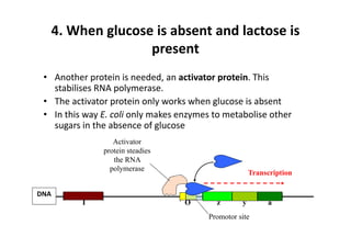 4. When glucose is absent and lactose is 
present
• Another protein is needed, an activator protein. This 
stabilises RNA polymerase.
• The activator protein only works when glucose is absent
• In this way E. coli only makes enzymes to metabolise other 
sugars in the absence of glucose
Promotor site
z y a
DNA
I O
Transcription
Activator
protein steadies
the RNA
polymerase
 