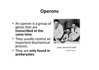 Operons
• An operon is a group of 
genes that are 
transcribed at the 
same time. 
• They usually control an 
important biochemical 
process. 
• They are only found in 
prokaryotes.
© NobelPrize.org
Jacob, Monod & Lwoff
 