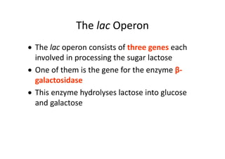 The lac Operon
 The lac operon consists of three genes each 
involved in processing the sugar lactose
 One of them is the gene for the enzyme β‐
galactosidase
 This enzyme hydrolyses lactose into glucose 
and galactose
 
