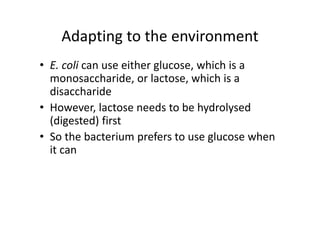 Adapting to the environment
• E. coli can use either glucose, which is a 
monosaccharide, or lactose, which is a 
disaccharide
• However, lactose needs to be hydrolysed 
(digested) first
• So the bacterium prefers to use glucose when 
it can
 