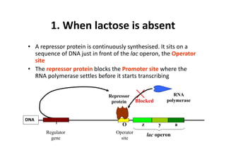 1. When lactose is absent
• A repressor protein is continuously synthesised. It sits on a 
sequence of DNA just in front of the lac operon, the Operator
site
• The repressor protein blocks the Promoter site where the 
RNA polymerase settles before it starts transcribing
Regulator
gene
lac operonOperator
site
z y a
DNA
I
O
Repressor
protein
RNA
polymeraseBlocked
 