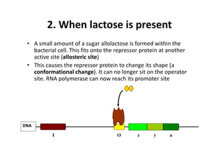 2. When lactose is present
• A small amount of a sugar allolactose is formed within the 
bacterial cell. This fits onto the repressor protein at another 
active site (allosteric site)
• This causes the repressor protein to change its shape (a
conformational change). It can no longer sit on the operator 
site. RNA polymerase can now reach its promoter site
z y a
DNA
I O
 