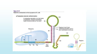 Uri Operon Operon | PPTX