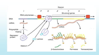Uri Operon Operon | PPTX
