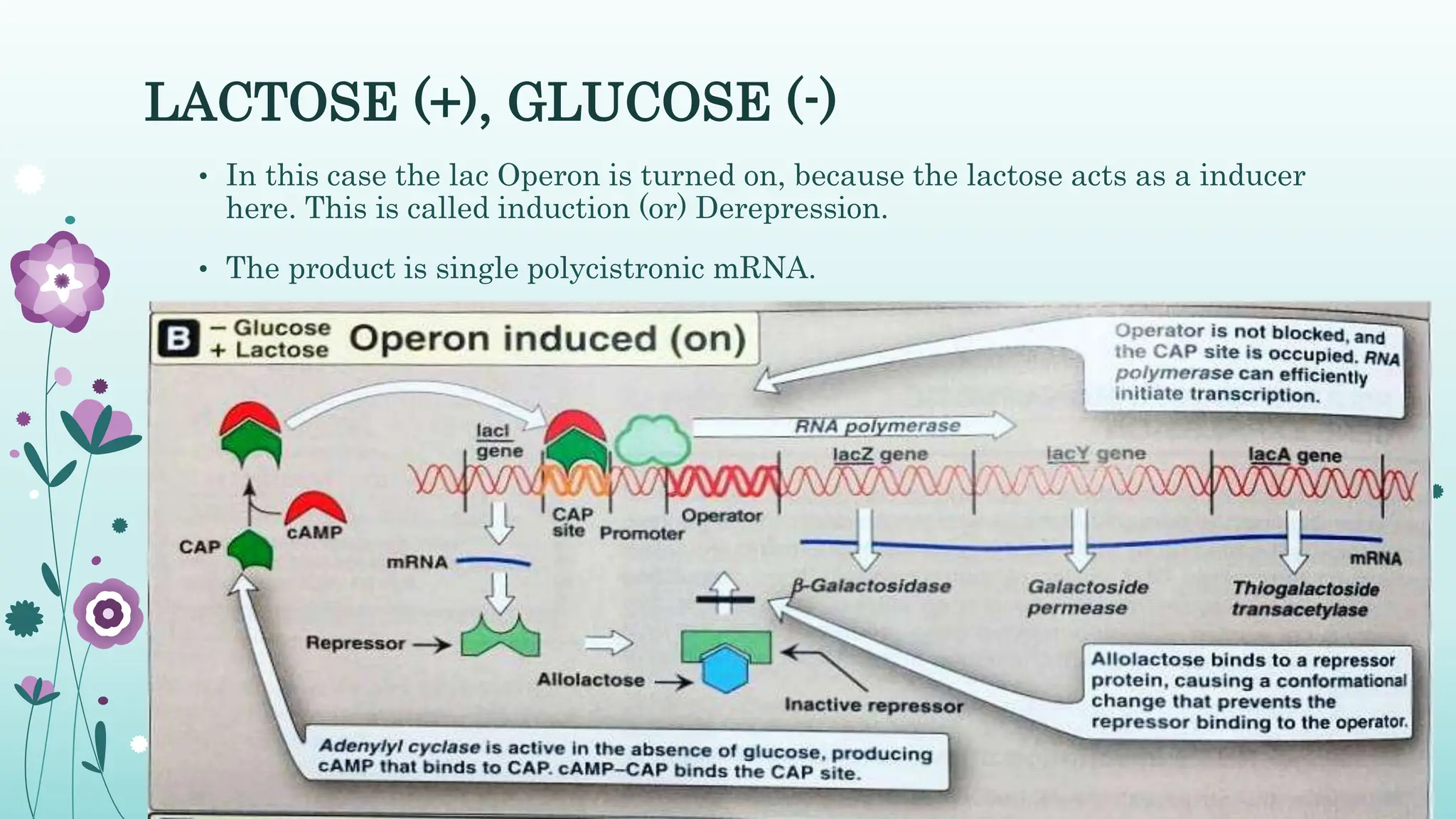 lac Operon.ppt-2.pptxThe classic example | PPT