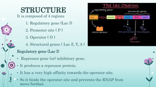 lac Operon.ppt-2.pptxThe classic example | PPTX