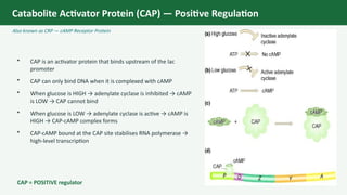 Comprehensive Analysis of the lac Operon and Gene Regulation in ...