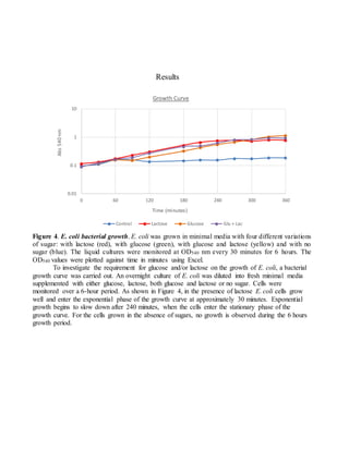 Results
Figure 4. E. coli bacterial growth. E. coli was grown in minimal media with four different variations
of sugar: with lactose (red), with glucose (green), with glucose and lactose (yellow) and with no
sugar (blue). The liquid cultures were monitored at OD540 nm every 30 minutes for 6 hours. The
OD540 values were plotted against time in minutes using Excel.
To investigate the requirement for glucose and/or lactose on the growth of E. coli, a bacterial
growth curve was carried out. An overnight culture of E. coli was diluted into fresh minimal media
supplemented with either glucose, lactose, both glucose and lactose or no sugar. Cells were
monitored over a 6-hour period. As shown in Figure 4, in the presence of lactose E. coli cells grow
well and enter the exponential phase of the growth curve at approximately 30 minutes. Exponential
growth begins to slow down after 240 minutes, when the cells enter the stationary phase of the
growth curve. For the cells grown in the absence of sugars, no growth is observed during the 6 hours
growth period.
0.01
0.1
1
10
0 60 120 180 240 300 360
Abs
540
nm
Time (minutes)
Growth Curve
Control Lactose Glucose Glu + Lac
 