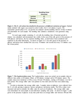 Doubling times
(minutes)
Lactose 82
Glucose 87
Glu+Lac a) 78
Glu+Lac b) 131
Figure 6. The E. coli culture has doubled in the presence of different variations of sugars. Optimal
media enriched with sugars was created in order to allow the E. coli cultures to grow. The
exponential growth phase of E. coli growth was analyzed and the doubling interval of time in minutes
was determined for each sample. The doubling time (minutes) calculations were generated using
Excel.
For each sugar sample containing E. coli cells the doubling time of bacterial growth in
minutes was calculated and documented into a table. In the case of the cells grown in the presence of
both glucose and lactose, the two separate doubling times, a) and b) have been considered and
registered in the table individually. As shown in Figure 6, E. coli cells grown in the presence of
glucose and lactose have doubled first (a)) every 78 minutes and second (b)) every 131 minutes over
the 6-hour period.
Figure 7. The b-galactosidase assay. The b-galactosidase assay was carried out on samples taken at
different time points: at 60 minutes (blue), at 180 minutes (orange) and at 330 minutes (grey). The
samples taken were monitored at OD420 every 120 and 150 minutes, starting at 60 minutes over the 6-
hour period. The average miller units were plotted in a bar chart and error bars were added using
Excel.
In order to determine the average miller units, 3 samples taken in triplicates were collected from
the E. coli cells growing in glucose, lactose and glucose and lactose media. The OD420 values were
measured and used to calculate the miller units for each set of replicates. The average miller units
were determined for each sample at each individual sampling time point. As shown in Figure 7, cells
grown in the presence of glucose at any time point have an average miller unit between 300 and 500,
0
200
400
600
800
1000
1200
1400
1600
1800
Glucose+Lactose Glucose Lactose
Average
Miller
Units
b-galactosidaseassay
Time 60 minutes Time 180 minutes Time 330 minutes
 