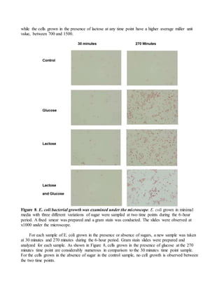 while the cells grown in the presence of lactose at any time point have a higher average miller unit
value, between 700 and 1500.
Figure 8. E. coli bacterial growth was examined under the microscope. E. coli grown in minimal
media with three different variations of sugar were sampled at two time points during the 6-hour
period. A fixed smear was prepared and a gram stain was conducted. The slides were observed at
x1000 under the microscope.
For each sample of E. coli grown in the presence or absence of sugars, a new sample was taken
at 30 minutes and 270 minutes during the 6-hour period. Gram stain slides were prepared and
analyzed for each sample. As shown in Figure 8, cells grown in the presence of glucose at the 270
minutes time point are considerably numerous in comparison to the 30 minutes time point sample.
For the cells grown in the absence of sugar in the control sample, no cell growth is observed between
the two time points.
 