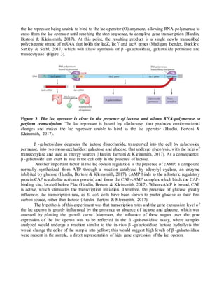 the lac repressor being unable to bind to the lac operator (O) anymore, allowing RNA-polymerase to
cross from the lac operator until reaching the stop sequence, to complete gene transcription (Hardin,
Bertoni & Kleinsmith, 2017). At this point, the resulting product is a single newly transcribed
polycistronic strand of mRNA that holds the lacZ, lacY and lacA genes (Madigan, Bender, Buckley,
Sattley & Stahl, 2017) which will allow synthesis of β -galactosidase, galactoside permease and
transacetylase (Figure 3).
Figure 3. The lac operator is clear in the presence of lactose and allows RNA-polymerase to
perform transcription. The lac repressor is bound by allolactose, that produces conformational
changes and makes the lac repressor unable to bind to the lac operator (Hardin, Bertoni &
Kleinsmith, 2017).
β -galactosidase degrades the lactose disaccharide, transported into the cell by galactoside
permease, into two monosaccharides: galactose and glucose, that undergo glycolysis, with the help of
transacetylase and used as energy sources (Hardin, Bertoni & Kleinsmith, 2017). As a consequence,
β -galactoside can exert its role in the cell only in the presence of lactose.
Another important factor in the lac operon regulation is the presence of cAMP, a compound
normally synthesized from ATP through a reaction catalyzed by adenylyl cyclase, an enzyme
inhibited by glucose (Hardin, Bertoni & Kleinsmith, 2017). cAMP binds to the allosteric regulatory
protein CAP (catabolite activator protein) and forms the CAP-cAMP complex which binds the CAP-
binding site, located before Plac (Hardin, Bertoni & Kleinsmith, 2017). When cAMP is bound, CAP
is active, which stimulates the transcription initiation. Therefore, the presence of glucose greatly
influences the transcription rate, as E. coli cells have been shown to prefer glucose as their first
carbon source, rather than lactose (Hardin, Bertoni & Kleinsmith, 2017).
The hypothesis of this experiment was that transcription rates and the gene expression level of
the lac operon is greatly influenced by the presence or absence of lactose and glucose, which was
assessed by plotting the growth curve. Moreover, the influence of these sugars over the gene
expression of the lac operon was to be reflected in the β -galactosidase assay, where samples
analyzed would undergo a reaction similar to the in-vivo β -galactosidase lactose hydrolysis that
would change the color of the sample into yellow; this would suggest high levels of β -galactosidase
were present in the sample, a direct representation of high gene expression of the lac operon.
 