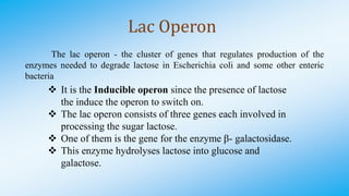 Lac Operon
 It is the Inducible operon since the presence of lactose
the induce the operon to switch on.
 The lac operon consists of three genes each involved in
processing the sugar lactose.
 One of them is the gene for the enzyme β- galactosidase.
 This enzyme hydrolyses lactose into glucose and
galactose.
The lac operon - the cluster of genes that regulates production of the
enzymes needed to degrade lactose in Escherichia coli and some other enteric
bacteria
 