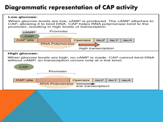 Lac operon system | PPTX